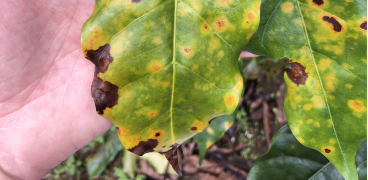 Using drones to protect coffee plants from devastating fungal disease ...